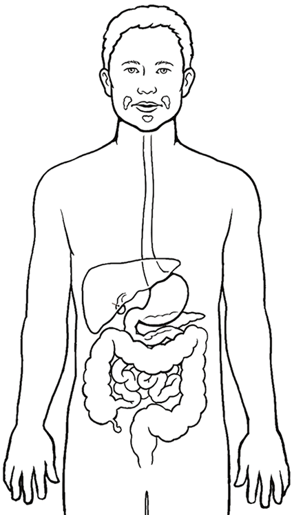 Black And White Illustration Of The Human Digestive System, Digestive Tract  Or Alimentary Canal Royalty Free SVG, Cliparts, Vectors, and Stock  Illustration. Image 49632192.