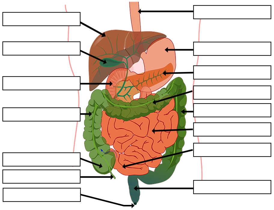 digestive system wiki