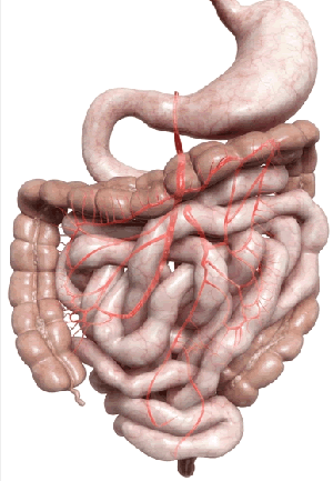 digestive system