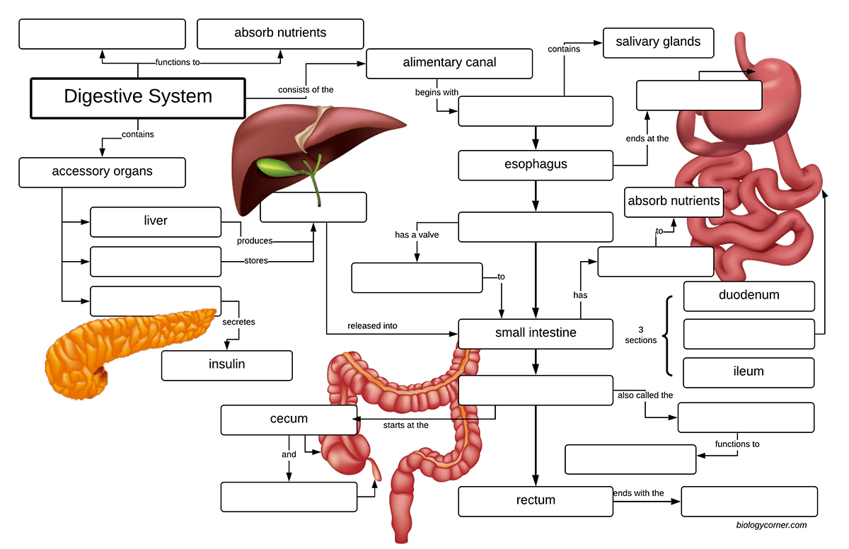 Digestive System Concept Map