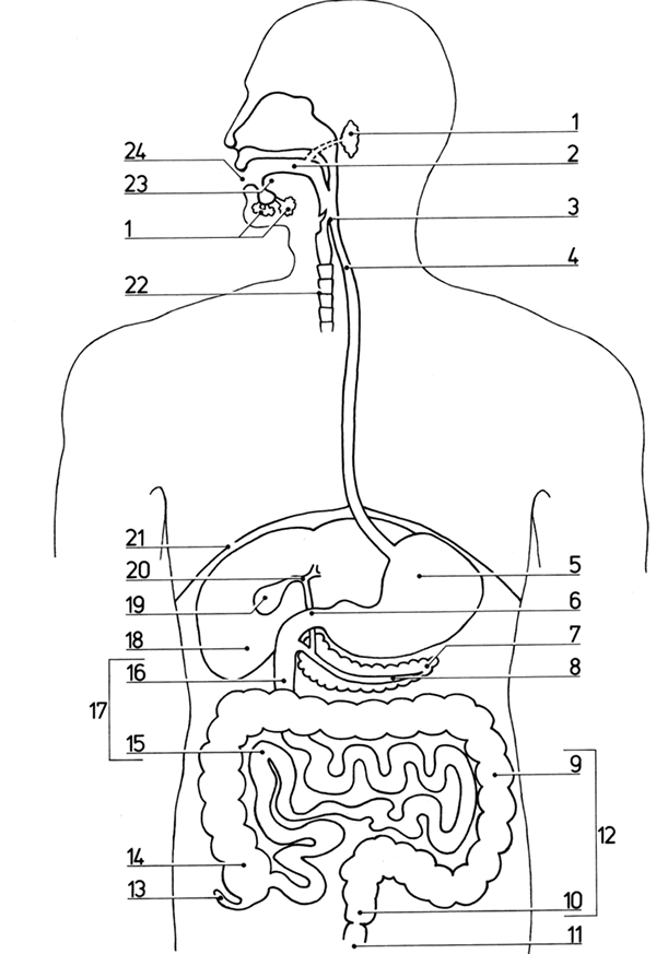 digestive system