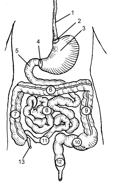 digestive system