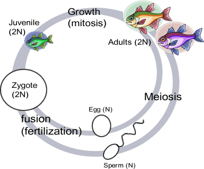 diploid life cycle