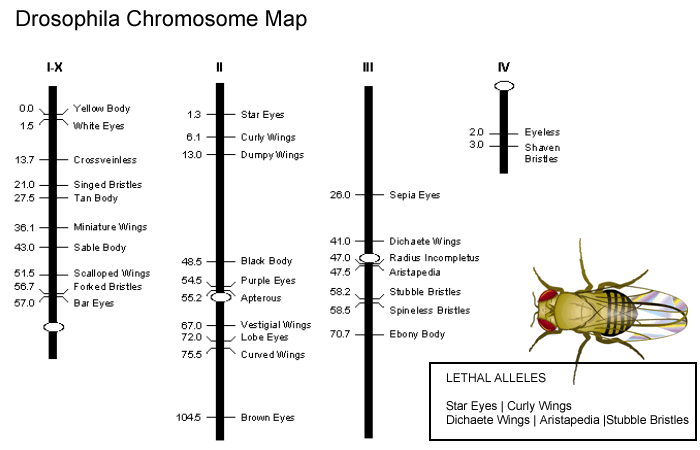 drosophila map