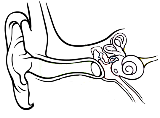 ear anatomy
