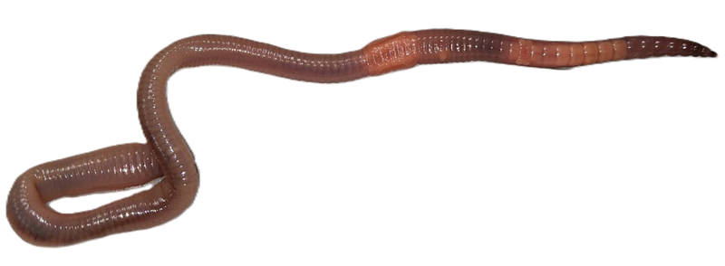 Observation of a Living Earthworm