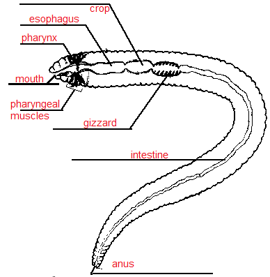 earthworm digestive system