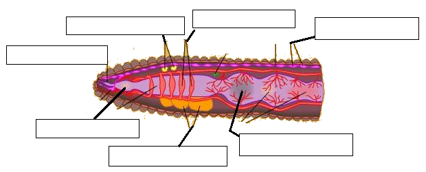 Virtual Earthworm Dissection