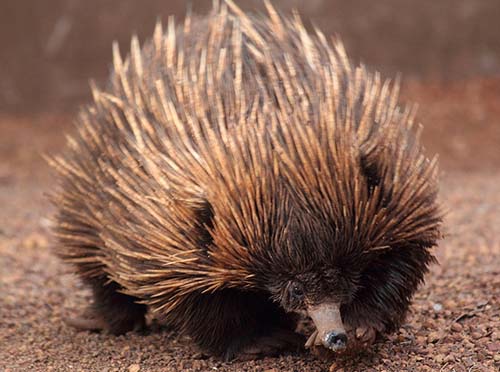 echidna