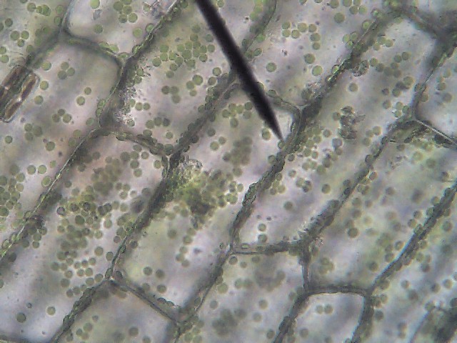 elodea cells