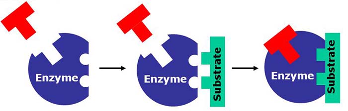 Analyzing Graphics: Enzymes