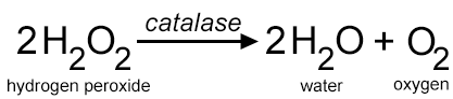 enzyme equation