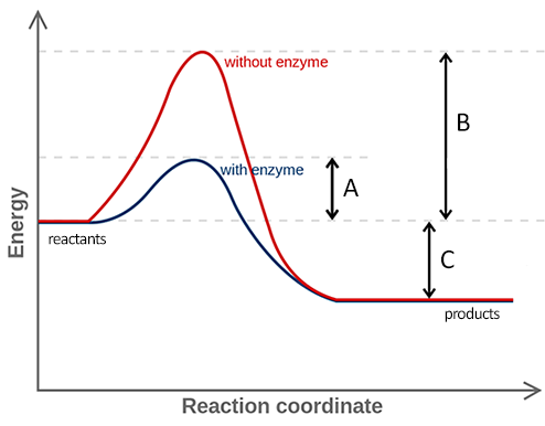 enzyme energy graph