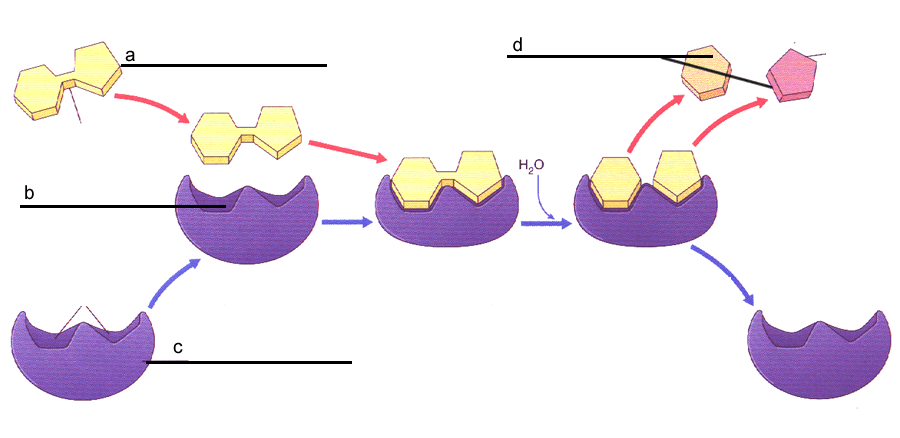 Analyzing Graphics: Enzymes