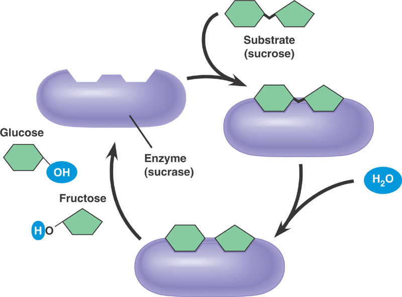 enzyme