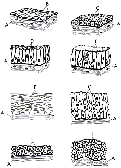 Types Of Tissues Chart Biology Corner Answers