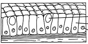 columnar cells