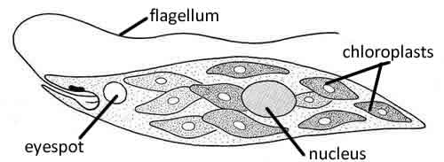 euglena