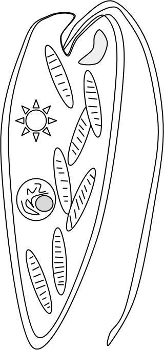 Euglena Classification Chart