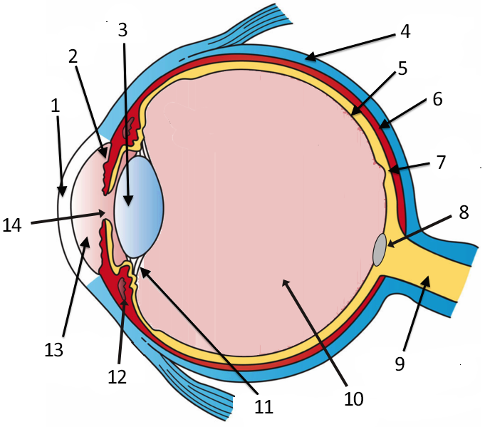 Labeled Diagram Of Eye