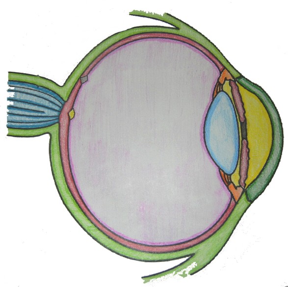 ocular anatomy coloring pages - photo #32