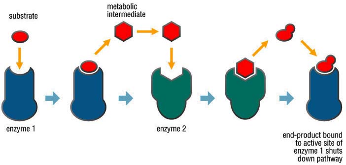 feedback inhibition