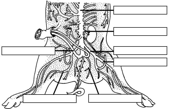 Pig Anatomy Chart