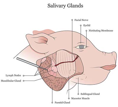 Pig Parts Chart