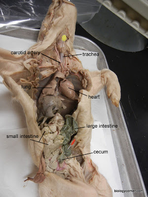 Biology 2 & 2A