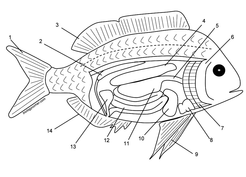 labeled diagram viper fish coloring pages - photo #38