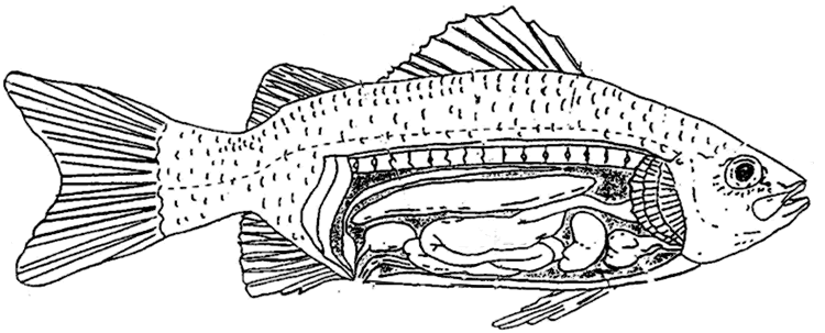 fish reproductive system diagram
