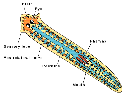 flatworm