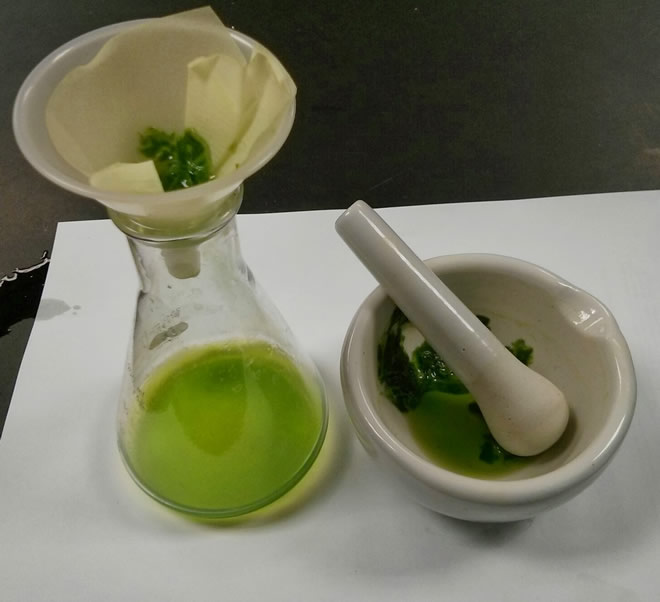 Demonstration Fluorescence of Chlorophyll