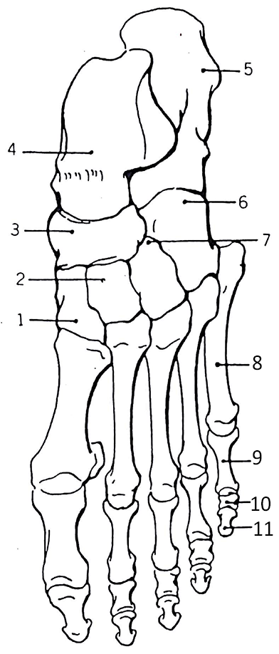 bones of the foot