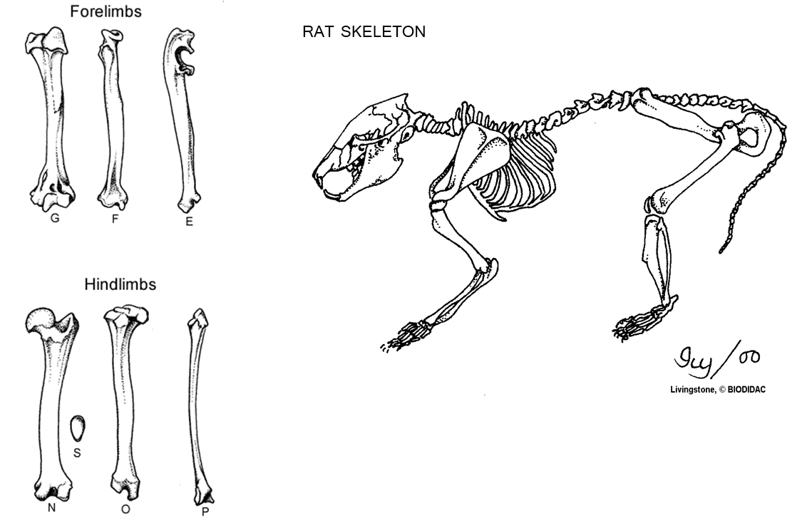 Comparing a Human and Avian Skeleton