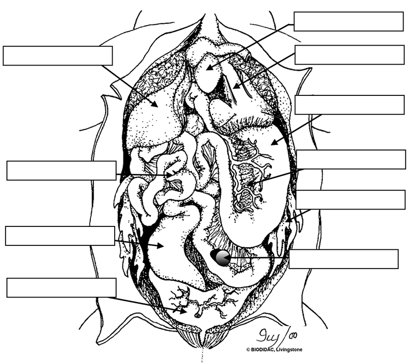 frog dissection