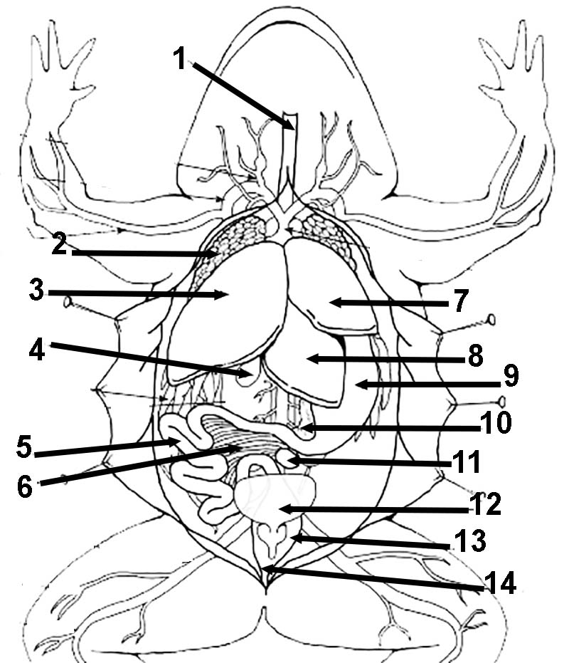 frog-anatomy-coloring-sheet