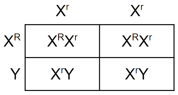 punnett square