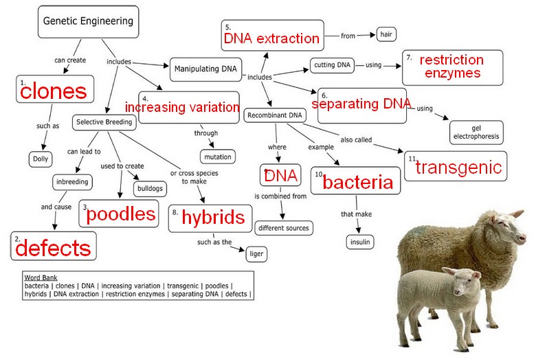 Genetic Engineering Concept Map