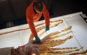 squid dissection