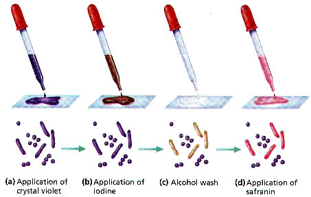 gram stain process