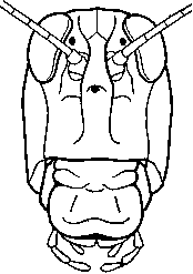 grasshopper head