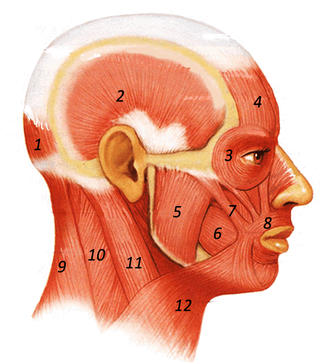 √ Muscles Of The Head Coloring Worksheet Answers 4 Head Neck And