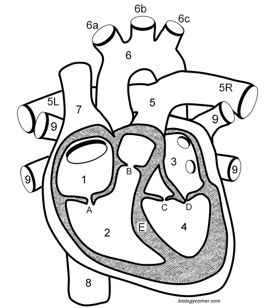 heart parts coloring pages