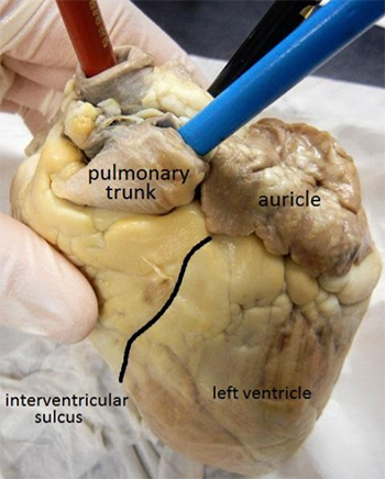 Sheep Heart Dissection