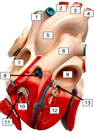 heart model