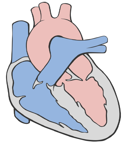 heart diagram