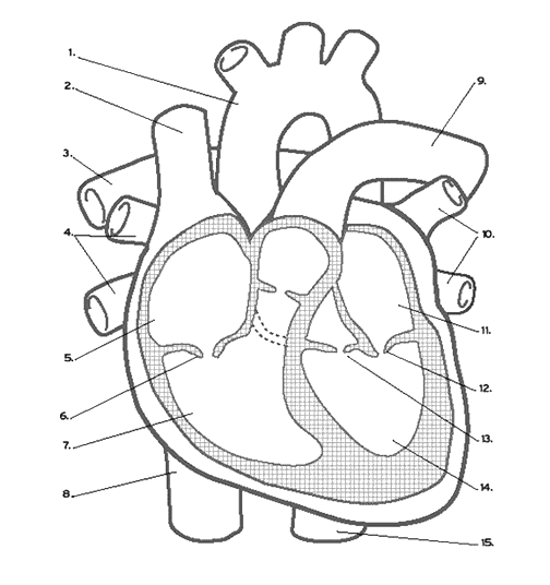 Heart Labeling (Internal)