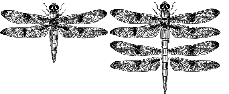 homeobox dragonfly