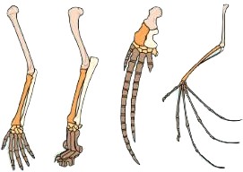 arm bones